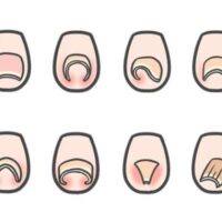 爪の形いろいろ