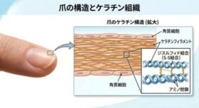 爪のケラチン構造